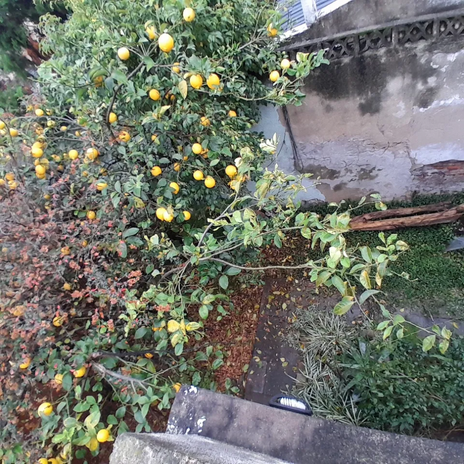 Venta Casa A Reciclar 5 Ambientes Cochera Patio Terraza Lote Propio